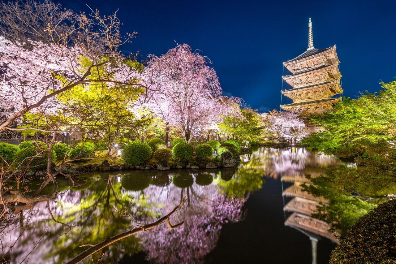 cherry-blossom-viewing-guide