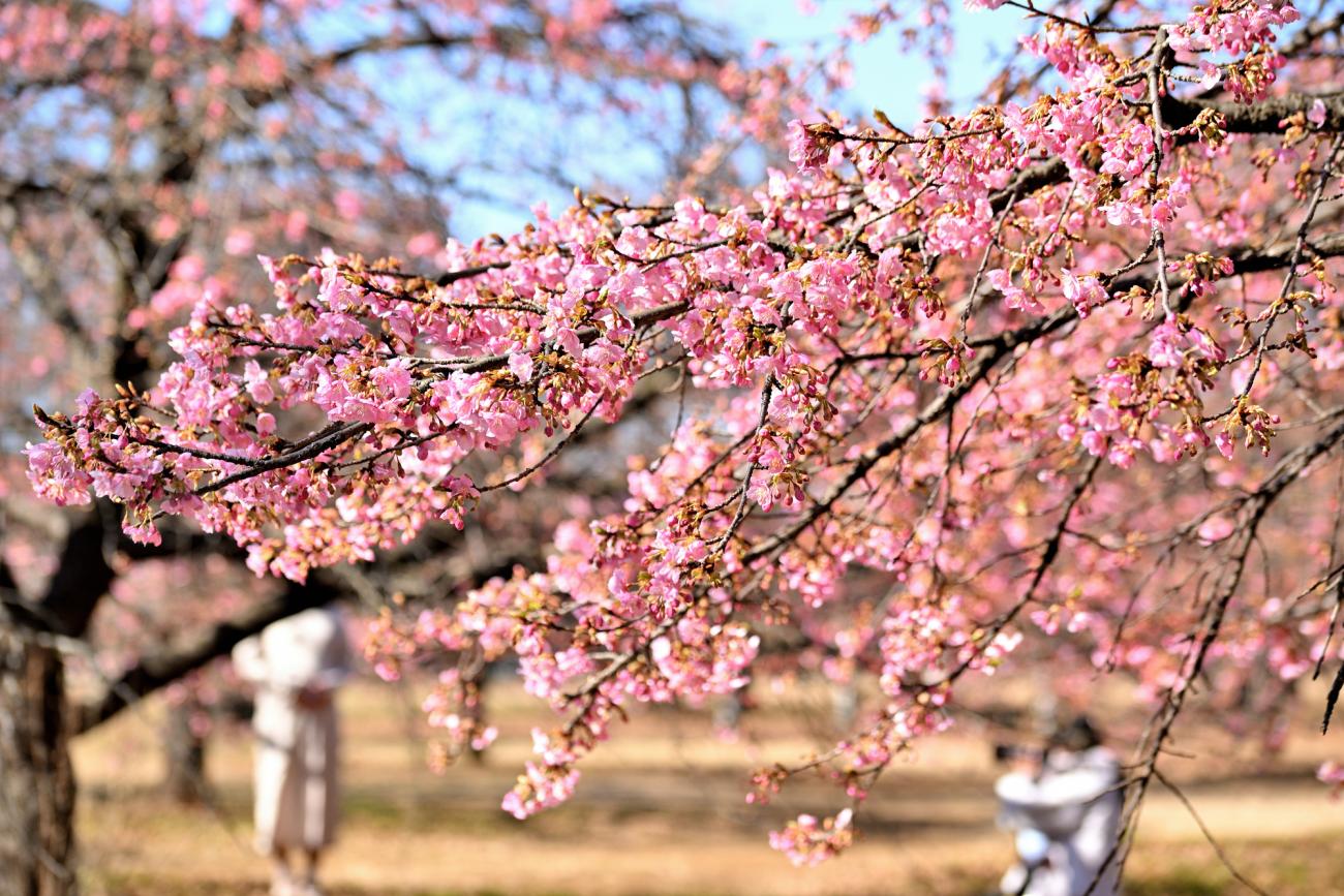 cherry-blossom-tokyo
