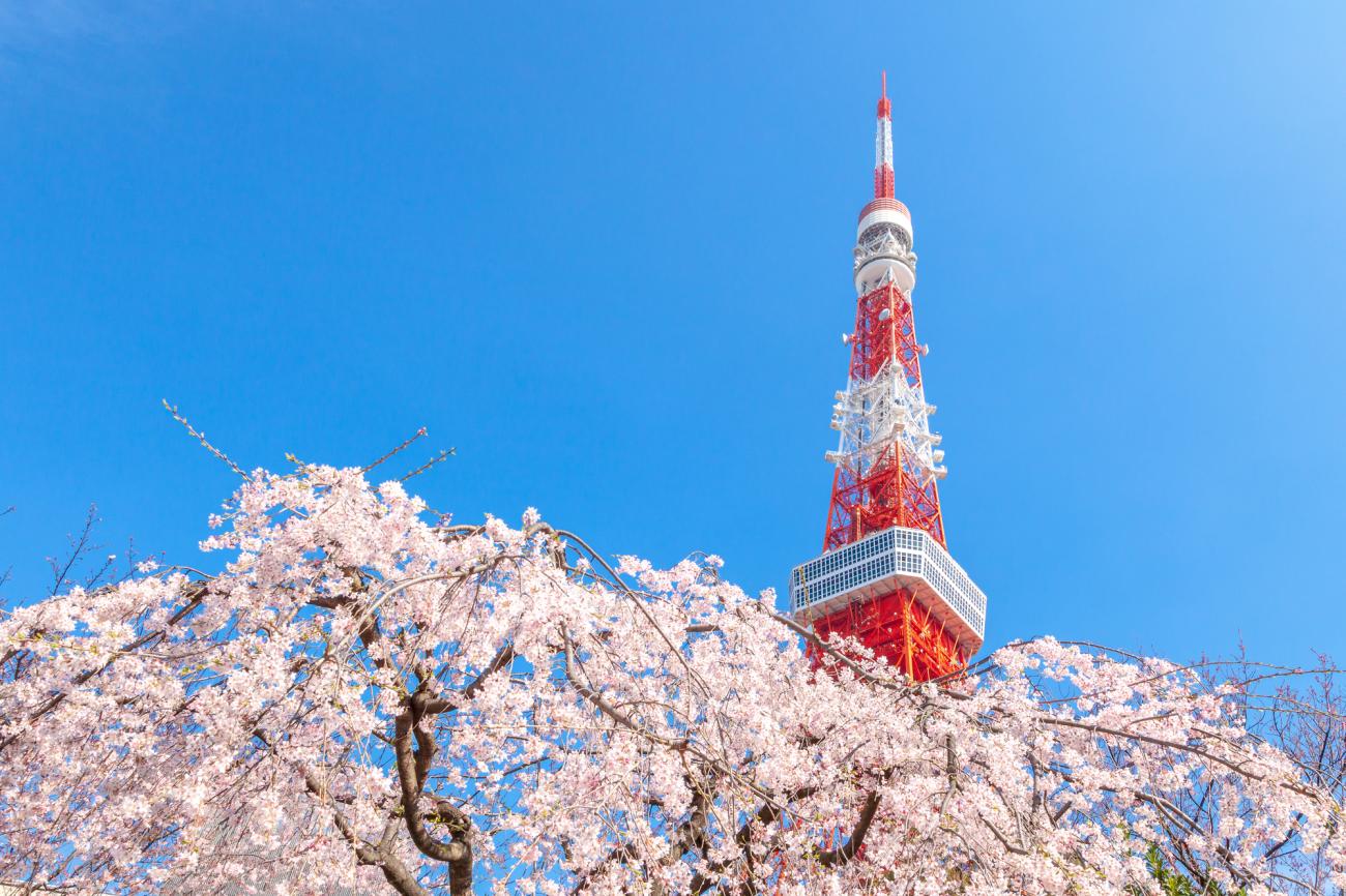 cherry-blossom-tokyo