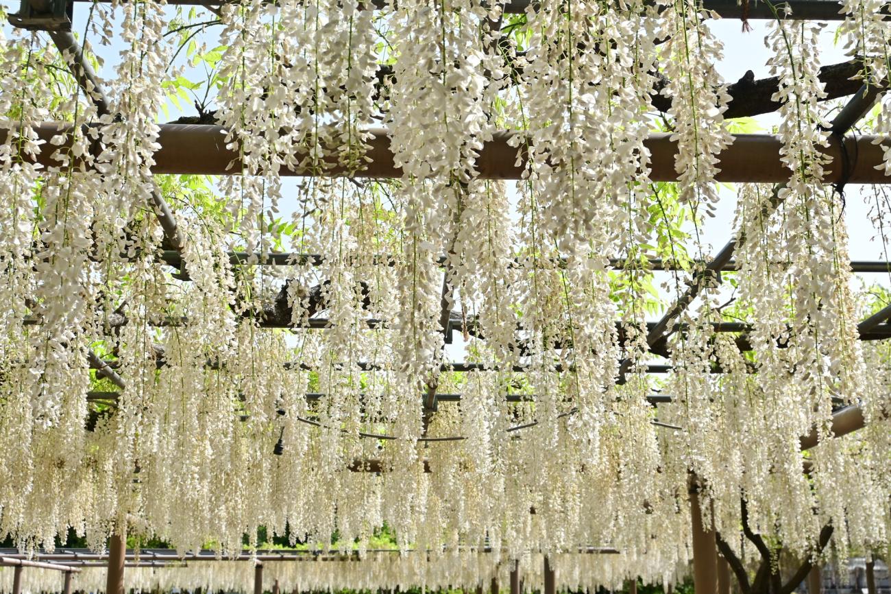 wisteria-japan