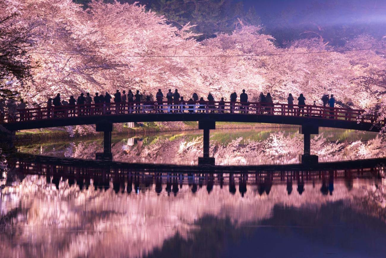 Image of Must-visit Places for Nighttime Cherry Blossom Viewing