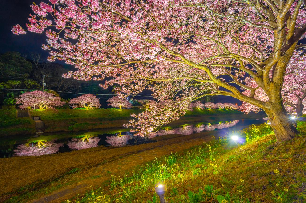 Seven Must-visit Places for Nighttime Cherry Blossom Viewing in Japan